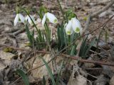 Galanthus caucasicus. Цветущие растения с аномальной окраской венчика. Ставропольский край, окр. Ставрополя, Русский лес. 24.03.2010.