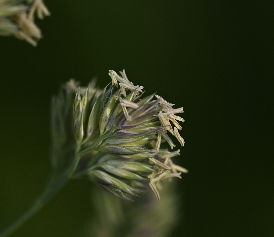 Изображение особи Dactylis glomerata.