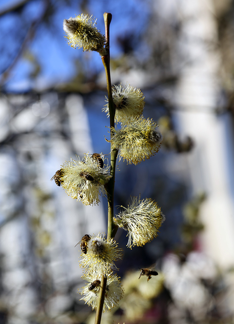 Image of genus Salix specimen.