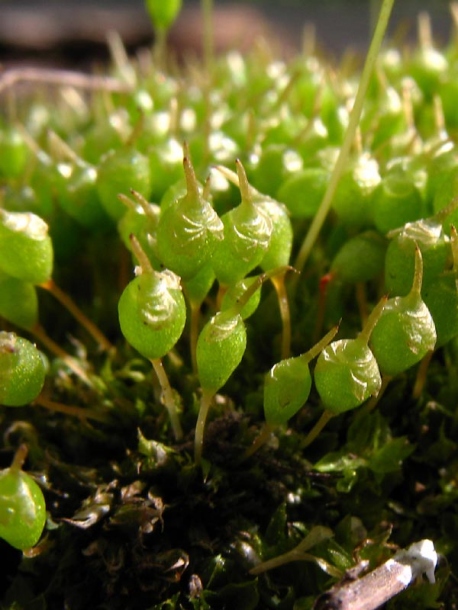 Image of Physcomitrium pyriforme specimen.