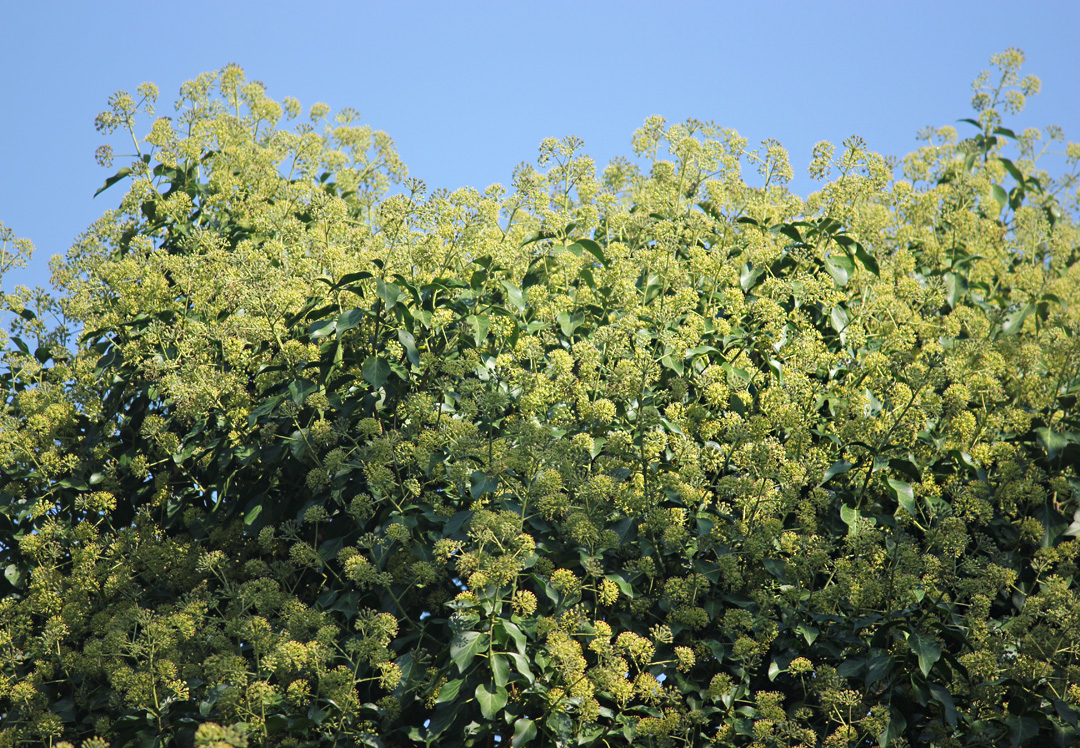 Image of Hedera helix specimen.