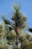 Pinus coulteri