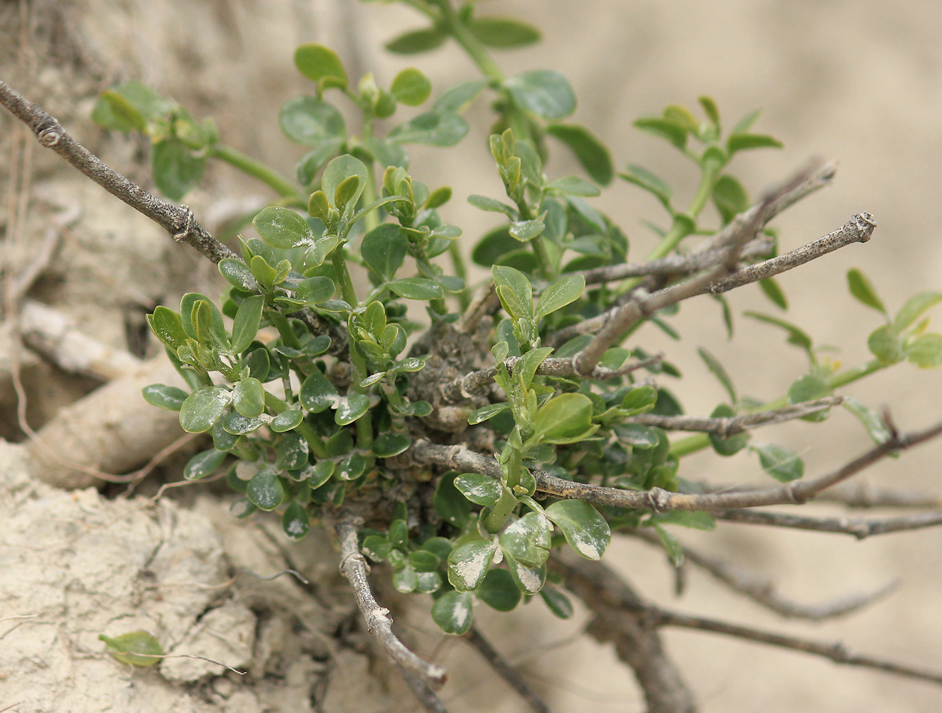 Изображение особи Zygophyllum fabago.