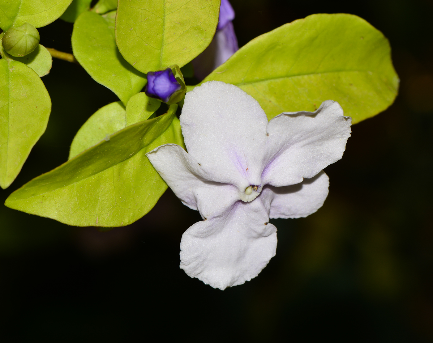 Изображение особи Brunfelsia pauciflora.
