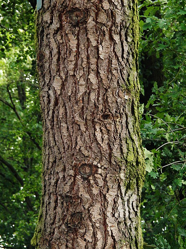 Image of Abies concolor specimen.