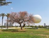 Erythrina abyssinica. Цветущее дерево. Израиль, Тель-Авив, парк Яркон. 03.05.2017.