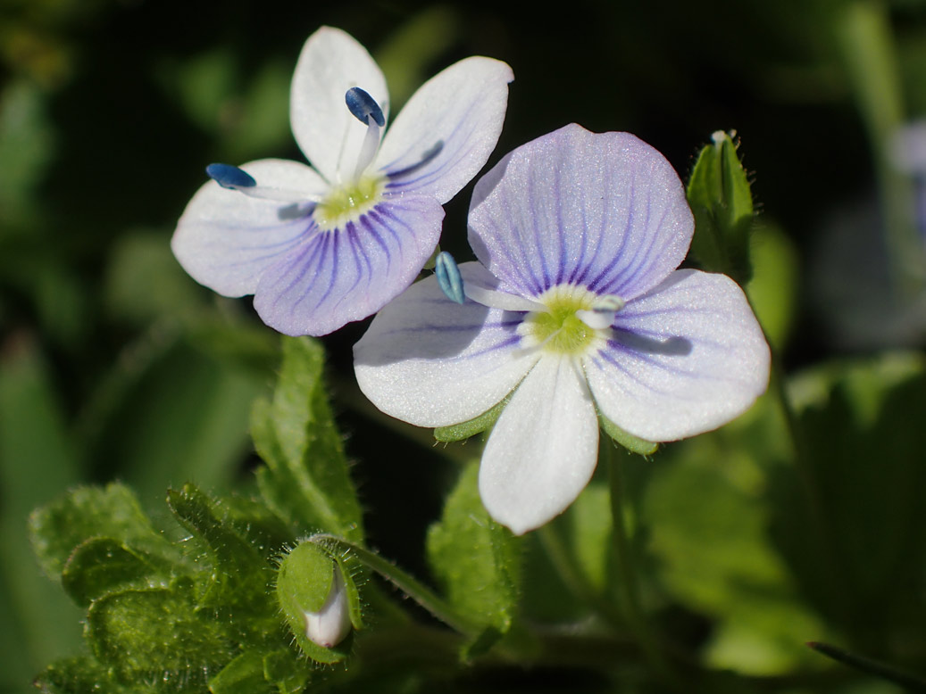 Изображение особи Veronica filiformis.