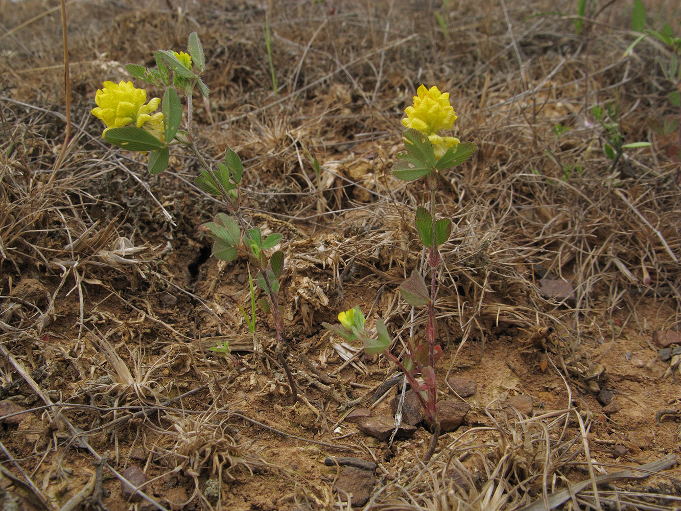 Image of Trifolium campestre specimen.