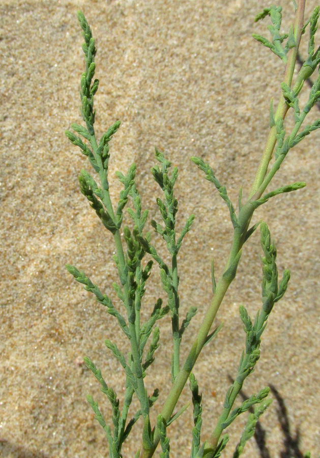 Image of Tamarix ramosissima specimen.