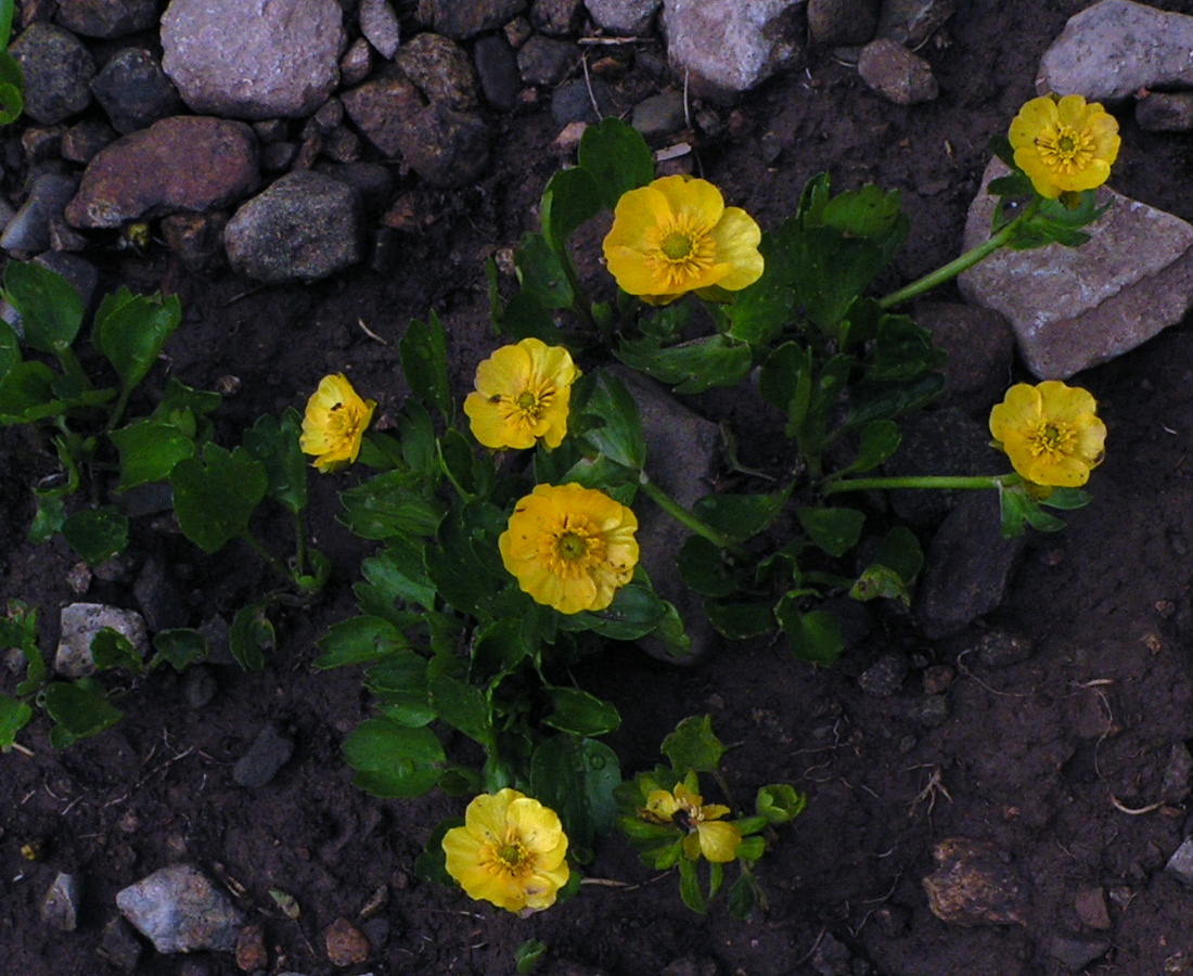 Image of Ranunculus altaicus specimen.