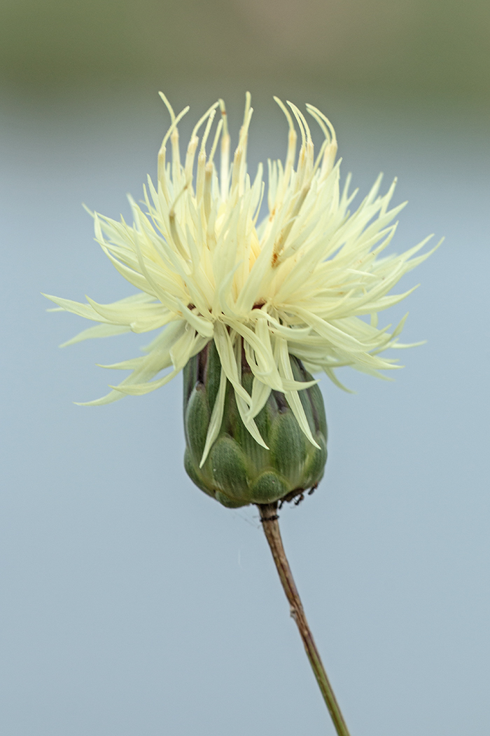 Изображение особи Rhaponticoides ruthenica.