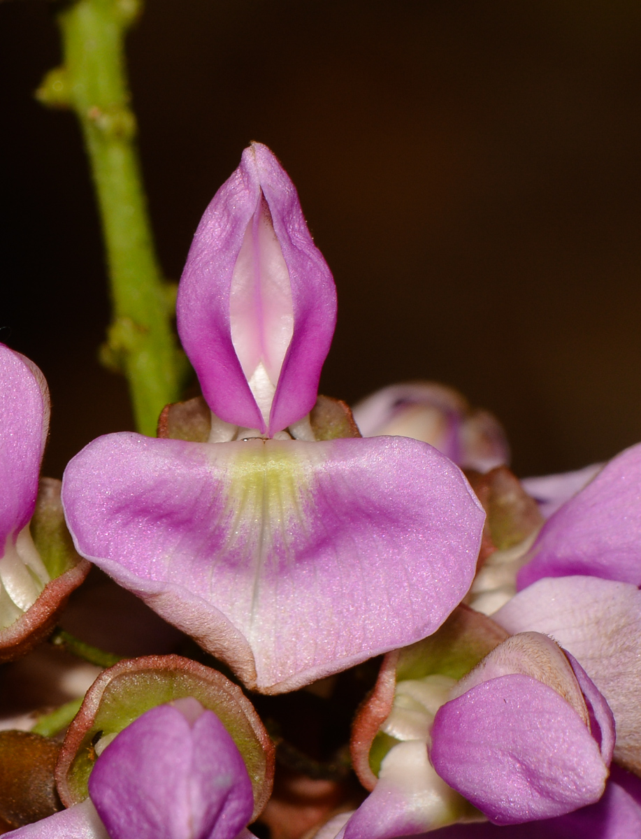 Изображение особи Pongamia pinnata.