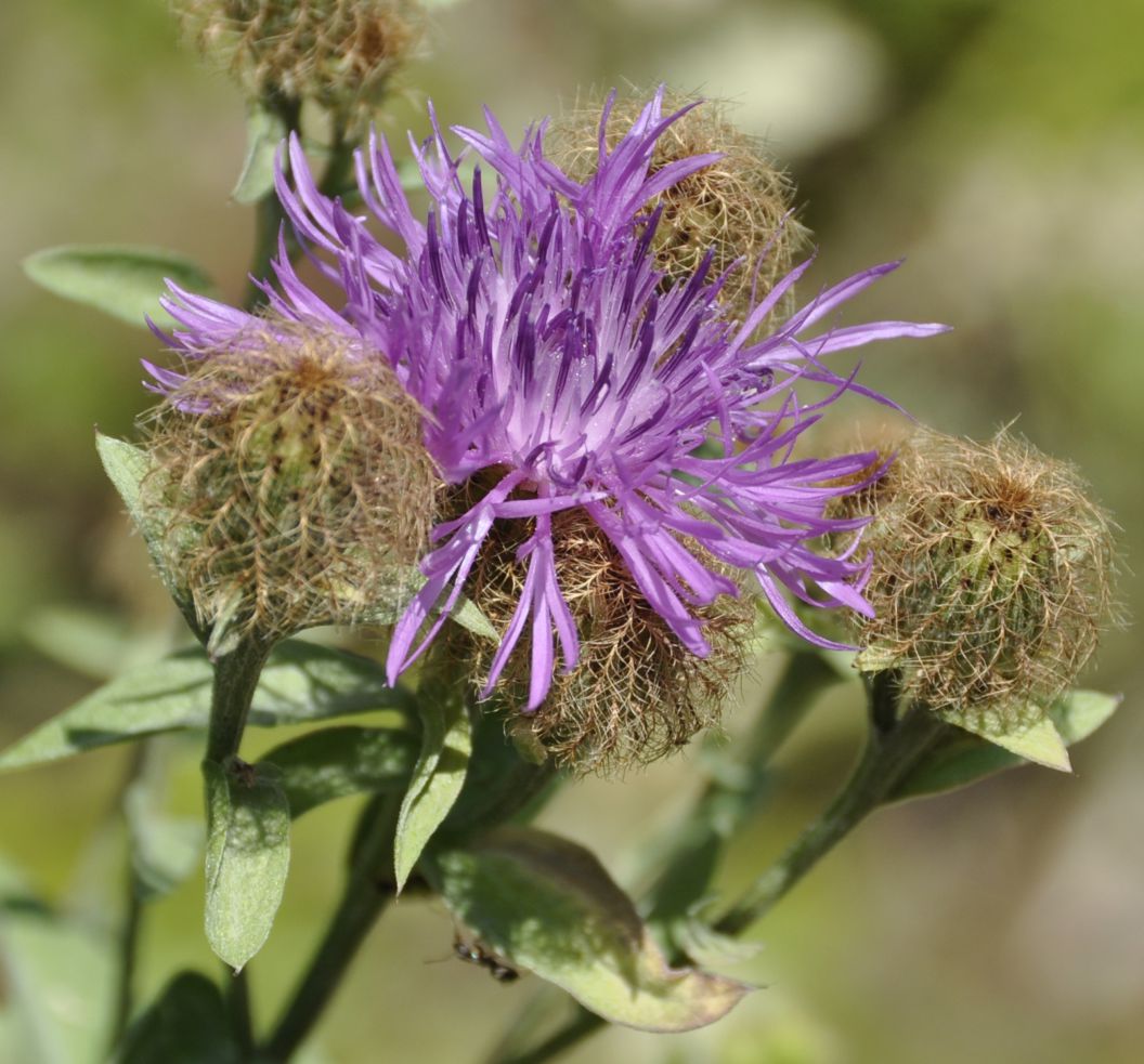 Изображение особи Centaurea stenolepis.