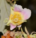 Luehea divaricata