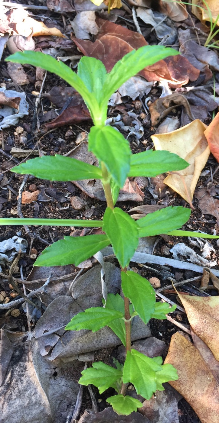 Изображение особи Melanthera biflora.