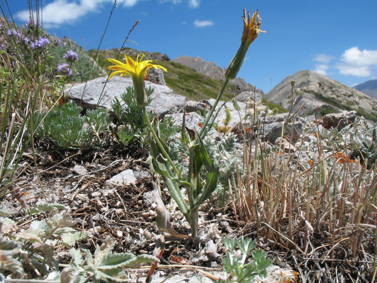 Image of Scorzonera pubescens specimen.