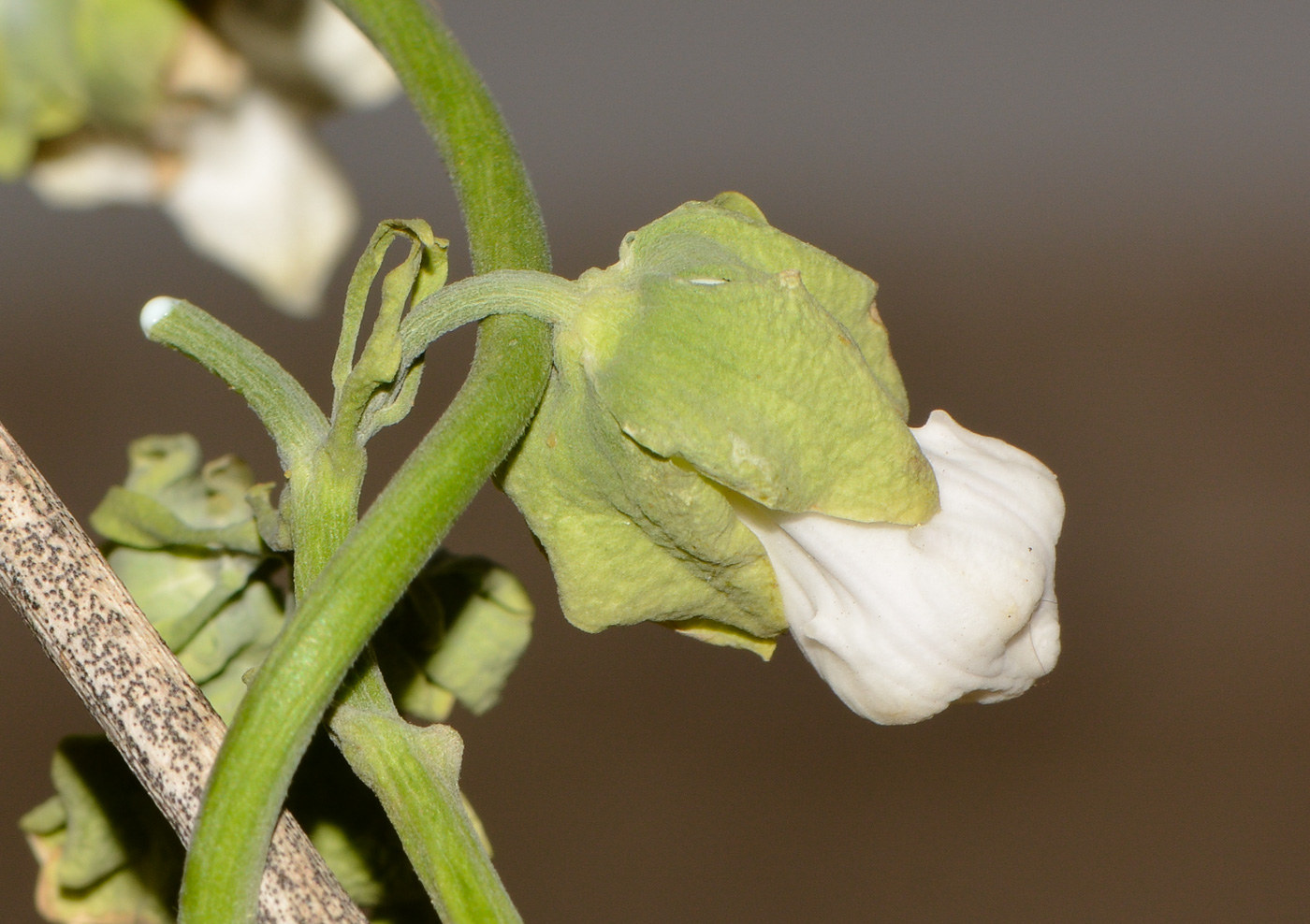 Изображение особи Araujia sericifera.