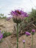 Image of taxon representative. Author is Владимир Колбинцев