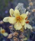 Verbascum ovalifolium