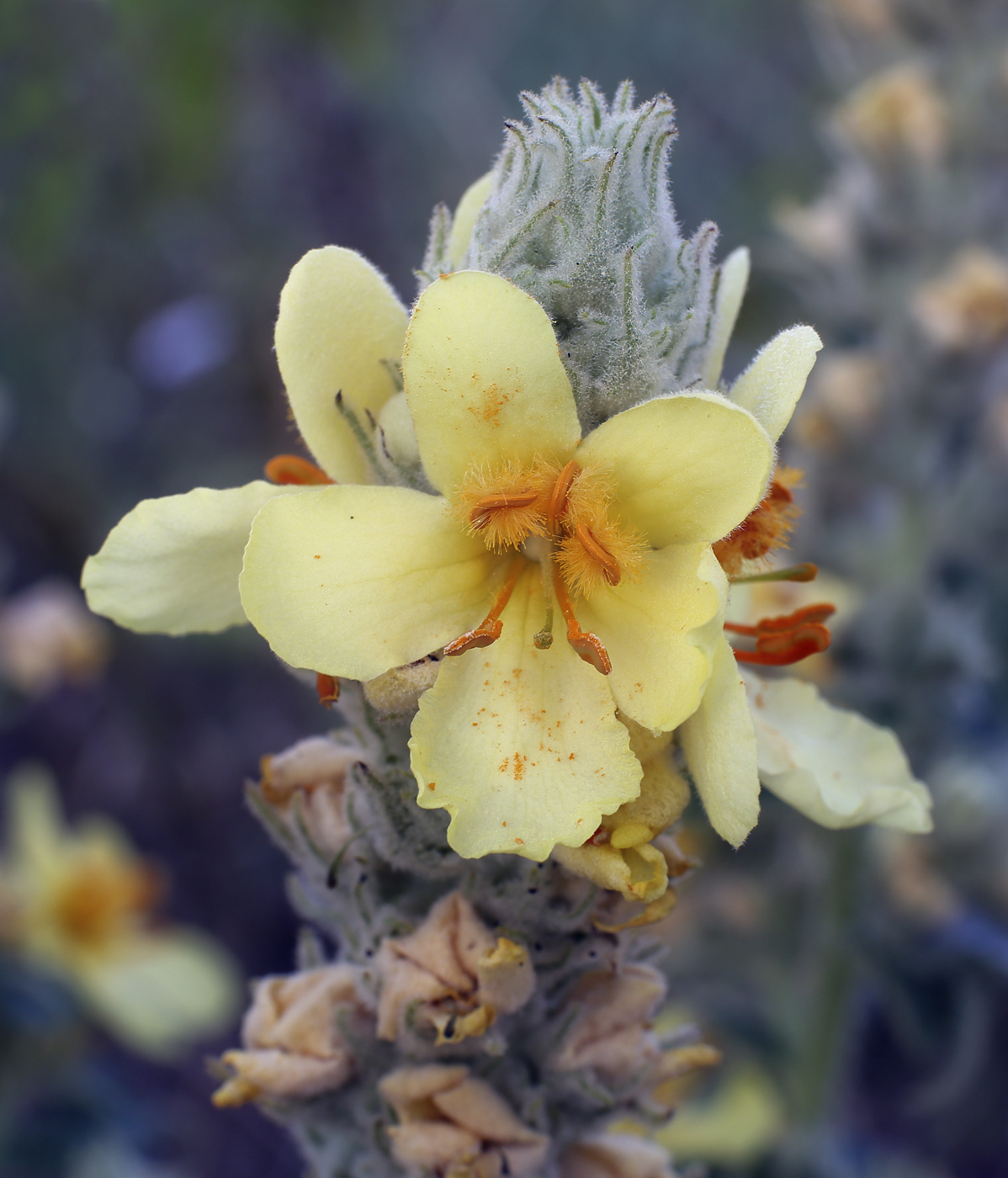 Изображение особи Verbascum ovalifolium.