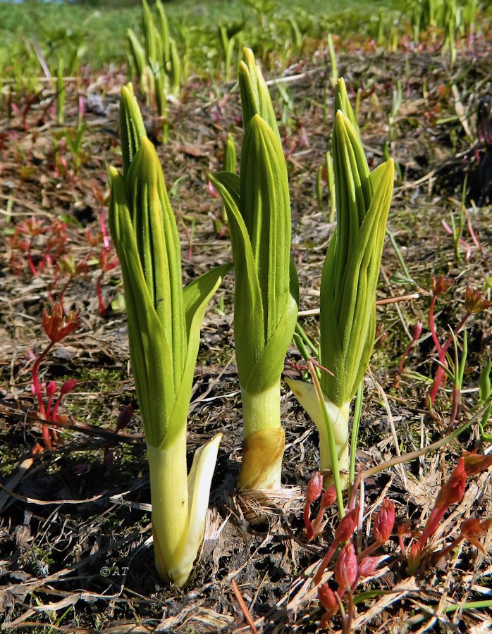 Изображение особи Veratrum lobelianum.