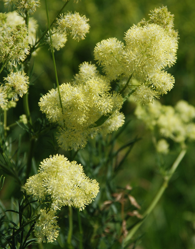 Изображение особи Thalictrum lucidum.