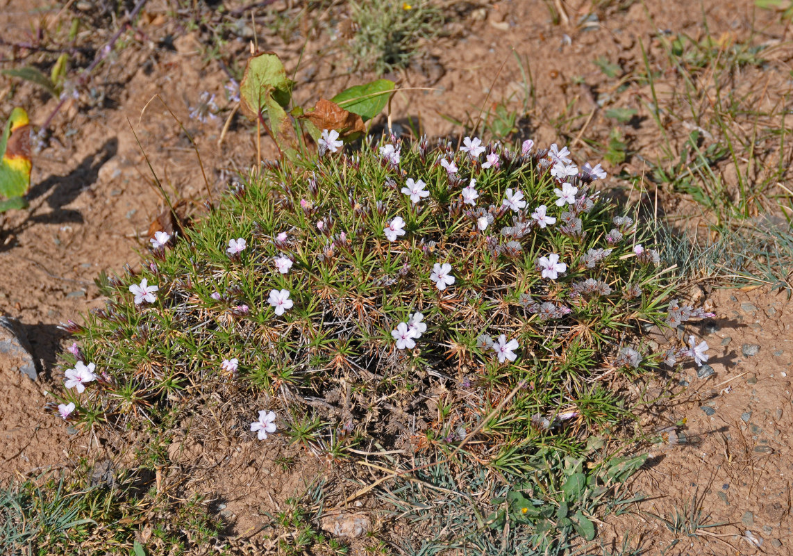 Image of genus Acantholimon specimen.