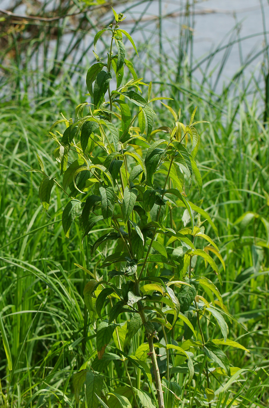 Изображение особи Lysimachia vulgaris.