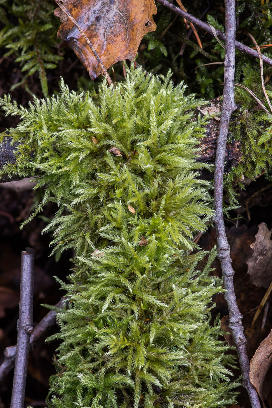 Изображение особи Brachythecium rotaeanum.