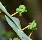 Acacia glaucoptera