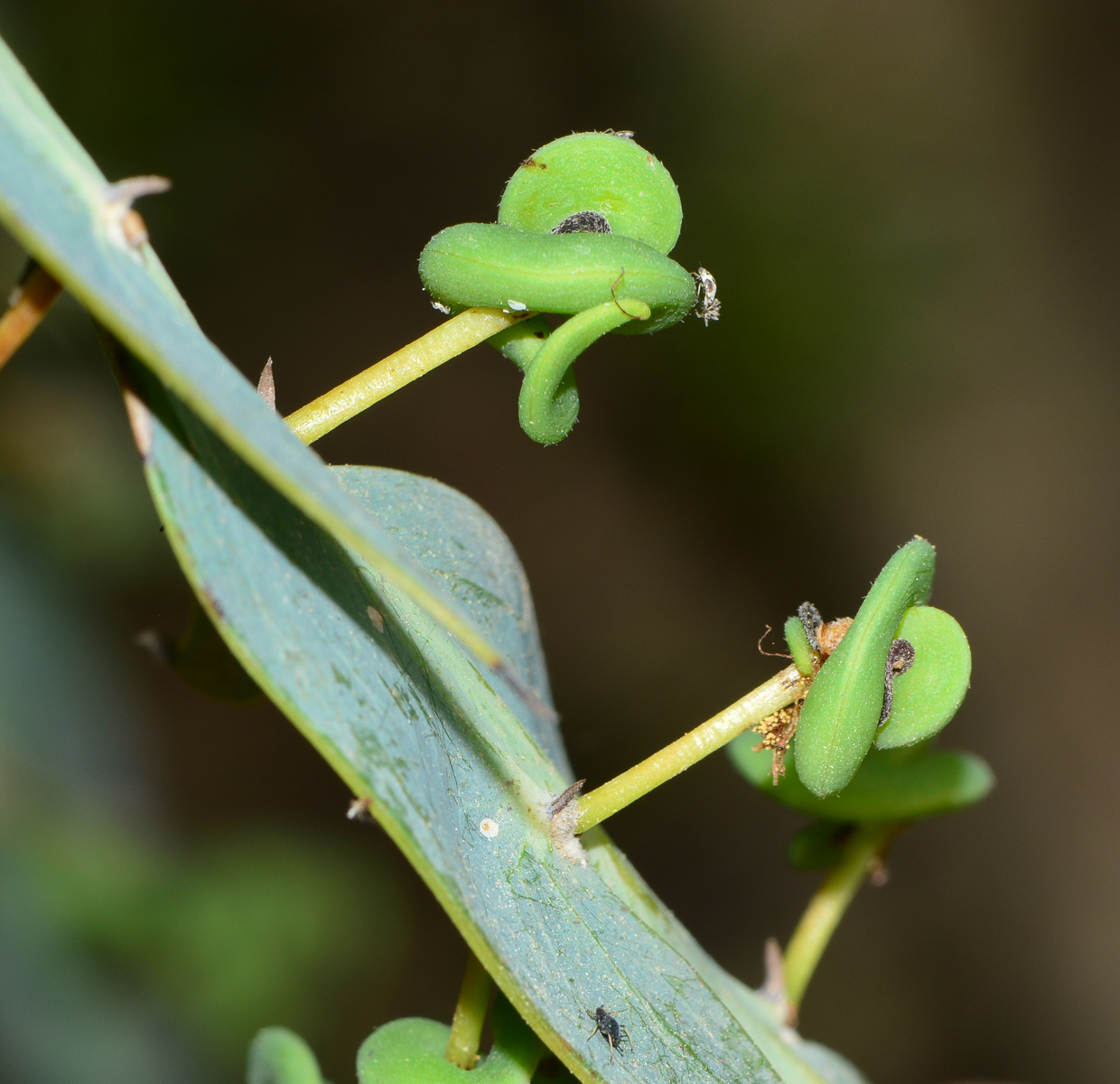 Image of Acacia glaucoptera specimen.