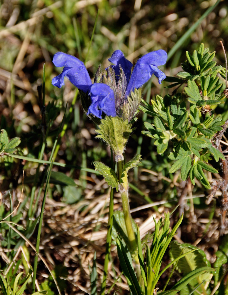 Image of Dracocephalum grandiflorum specimen.