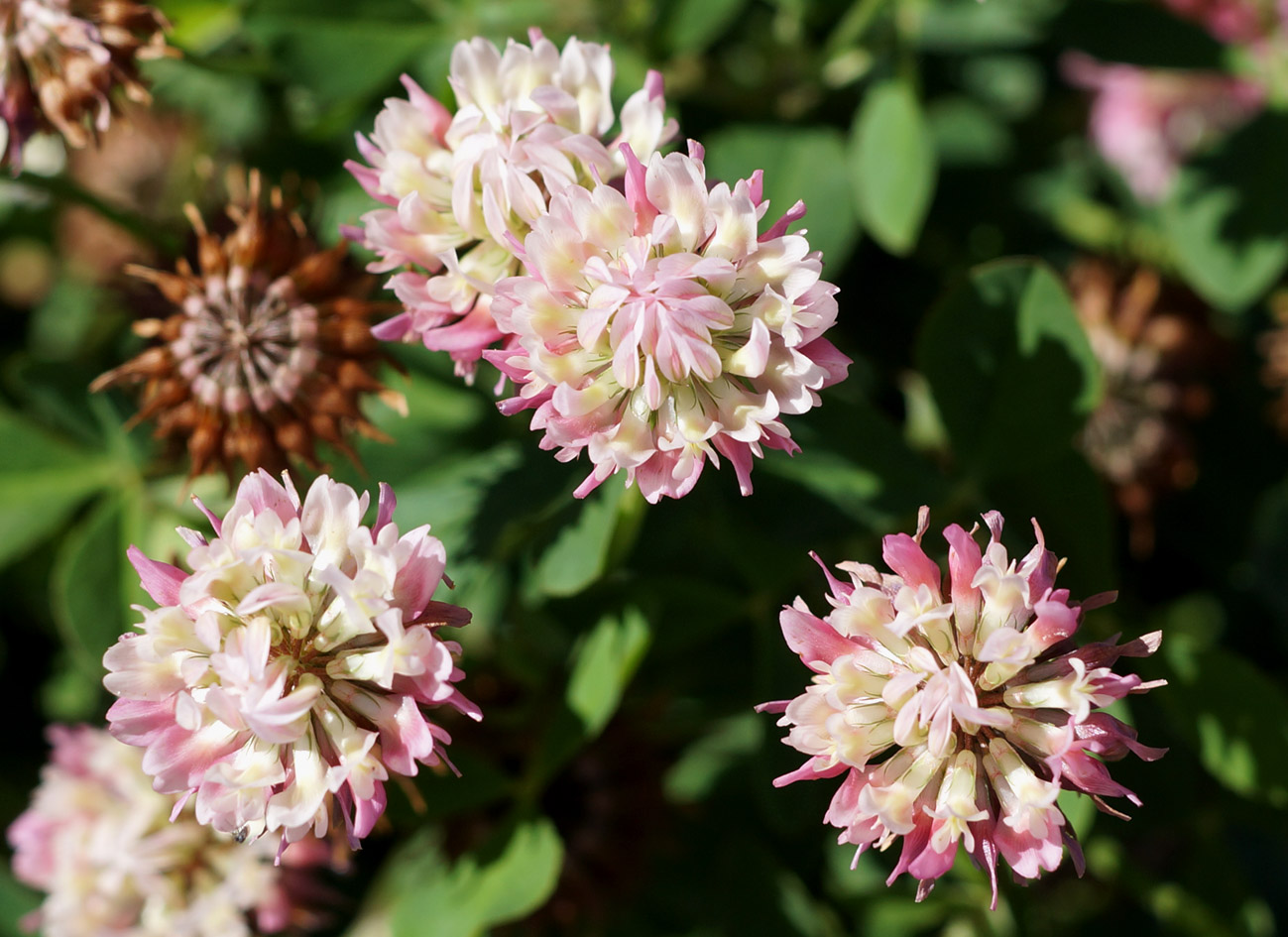 Изображение особи Trifolium hybridum.