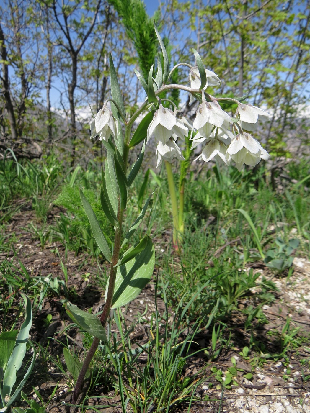 Изображение особи Rhinopetalum bucharicum.