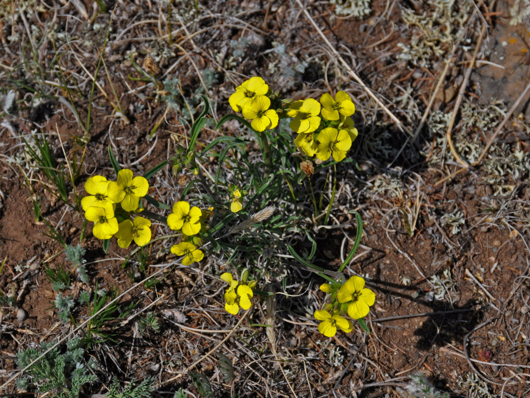 Image of Erysimum flavum specimen.