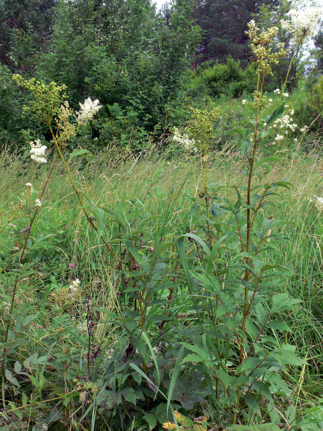 Image of Filipendula ulmaria specimen.