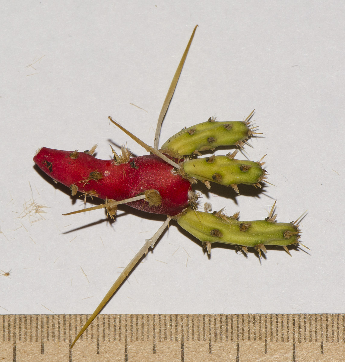 Image of Cylindropuntia leptocaulis specimen.