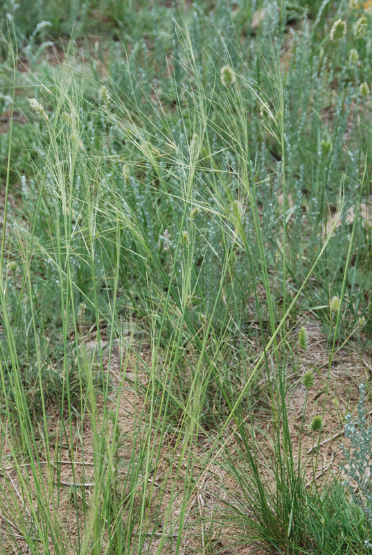 Image of Stipa capillata specimen.