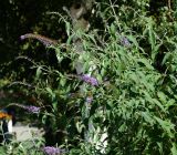 Buddleja davidii