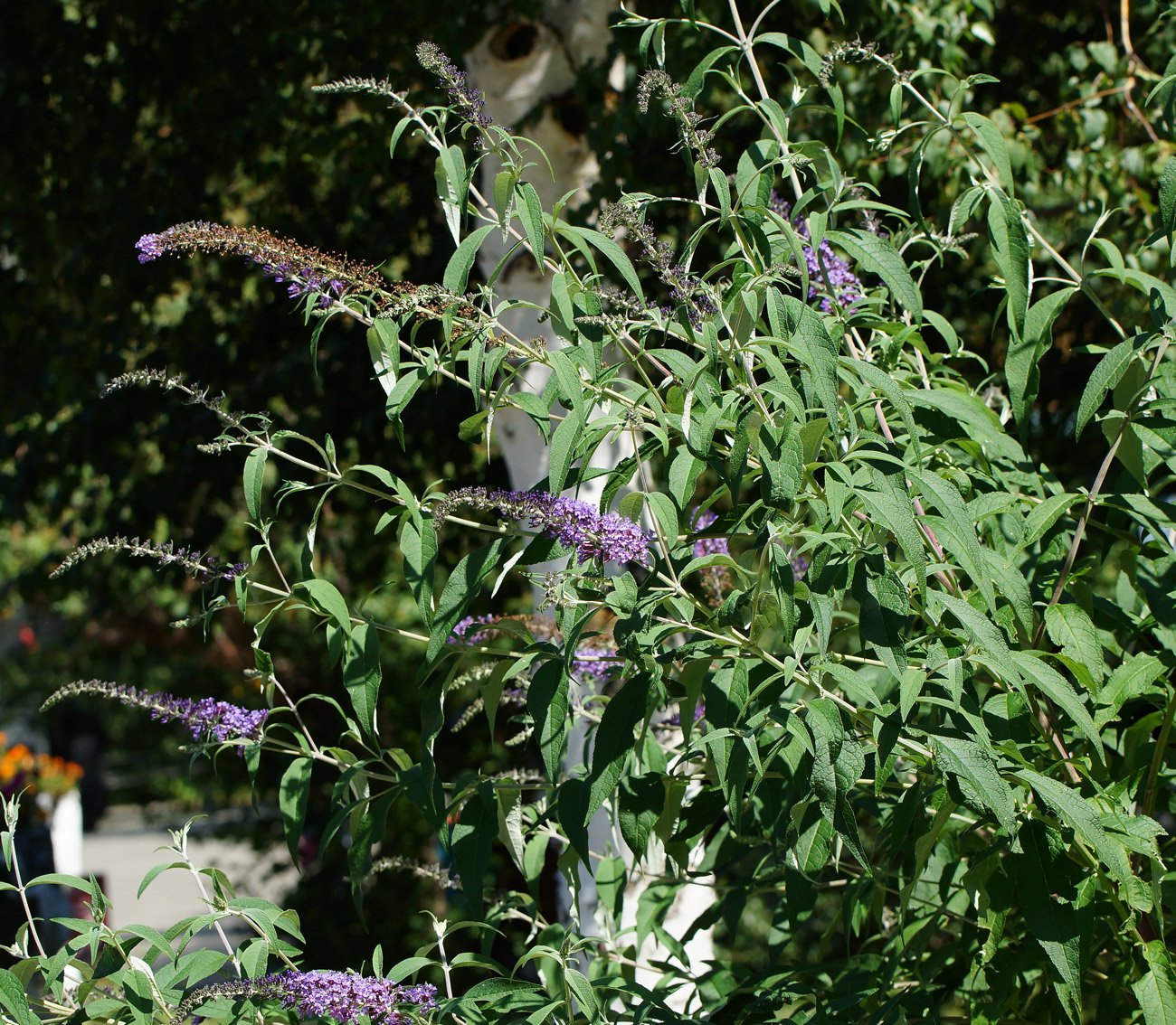 Image of Buddleja davidii specimen.
