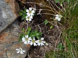 Cerastium polymorphum. Цветущие растения. Абхазия, Рицинский реликтовый национальный парк, гора Чха, ≈ 2500 м н.у.м., каменистый участок субальпийского луга. 15.07.2017.