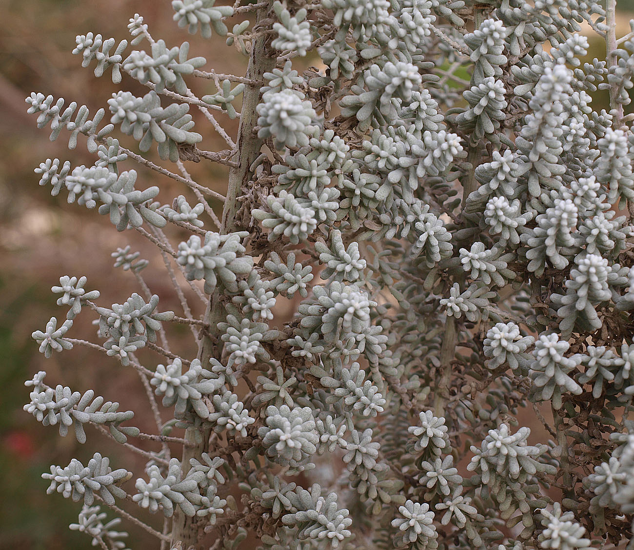 Image of Maireana sedifolia specimen.