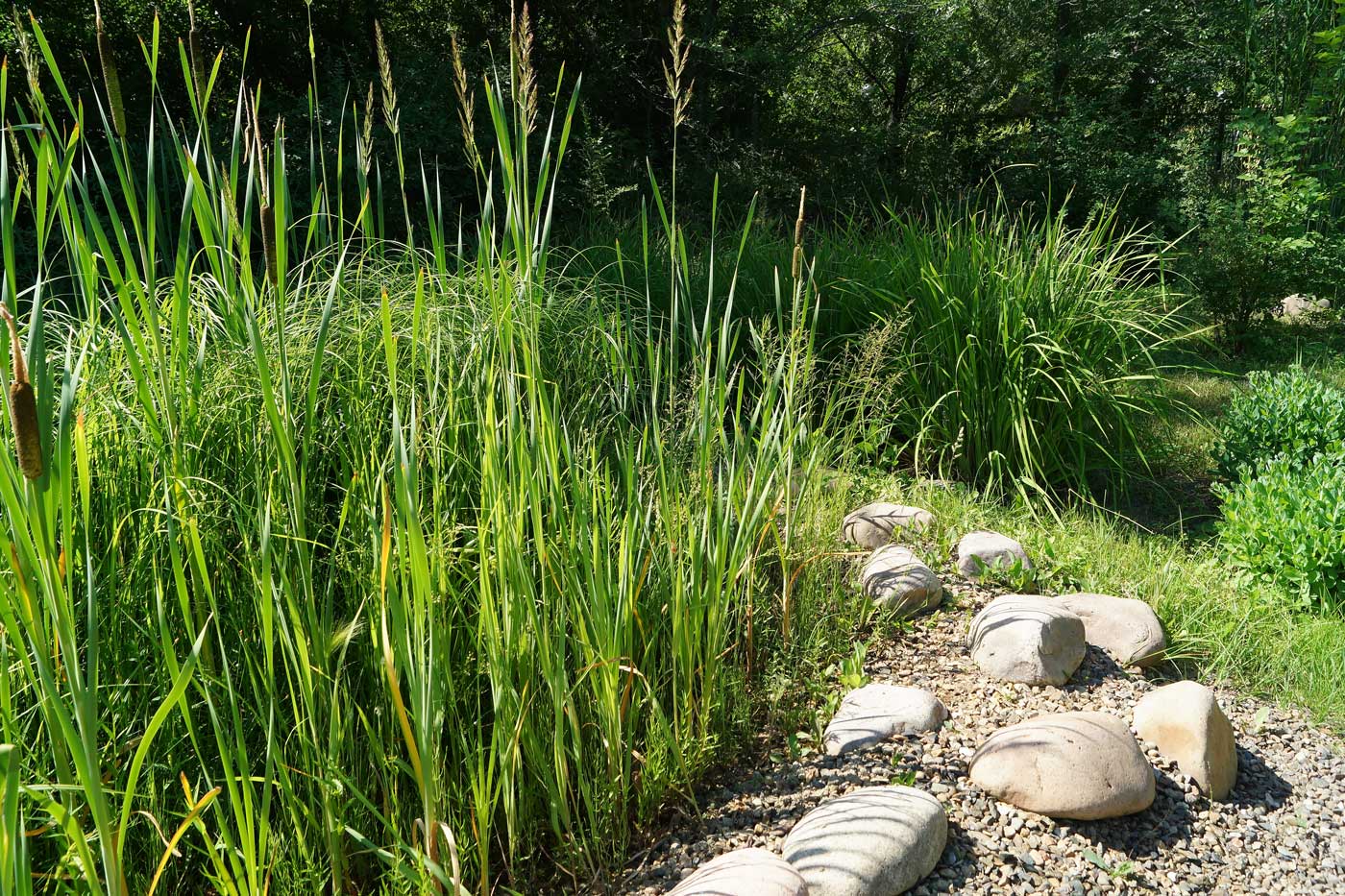 Изображение особи род Calamagrostis.