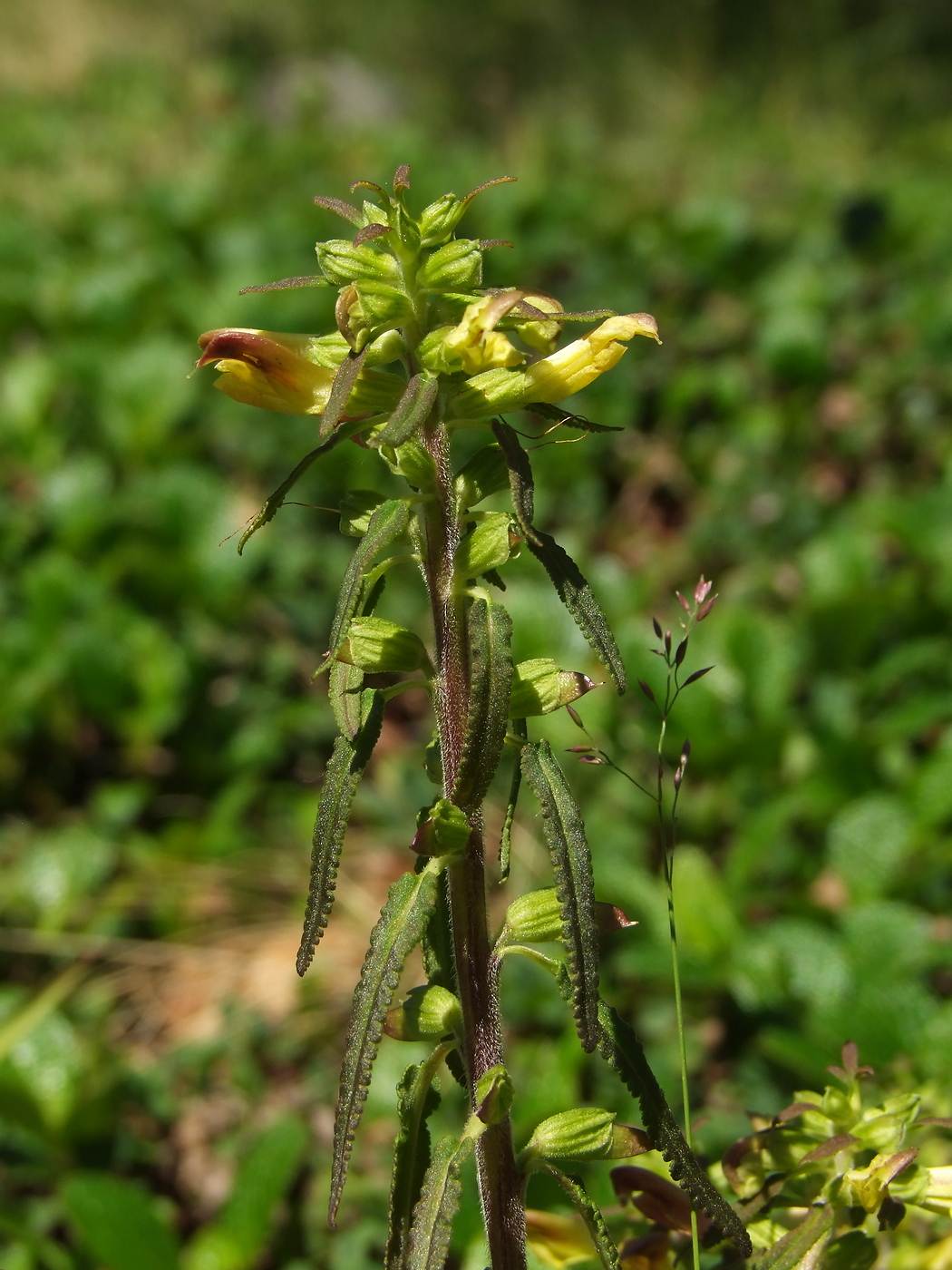 Image of Pedicularis labradorica specimen.