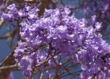 Jacaranda mimosifolia. Верхушка ветви с цветками. Австралия, северо-восточный Квинсленд, дер. Юнгаберра, в озеленении. Конец сухого сезона (сезон gurreng). 06.10.2009.