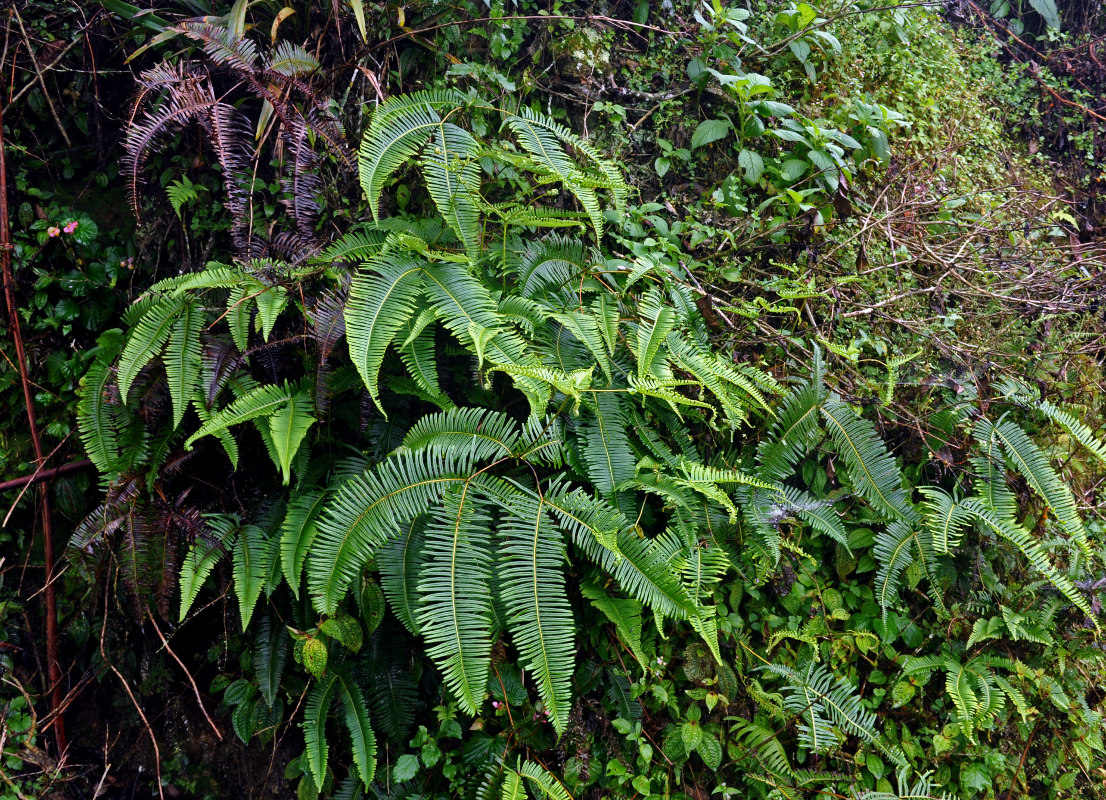 Image of Dicranopteris linearis specimen.