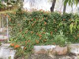 Thunbergia gregorii