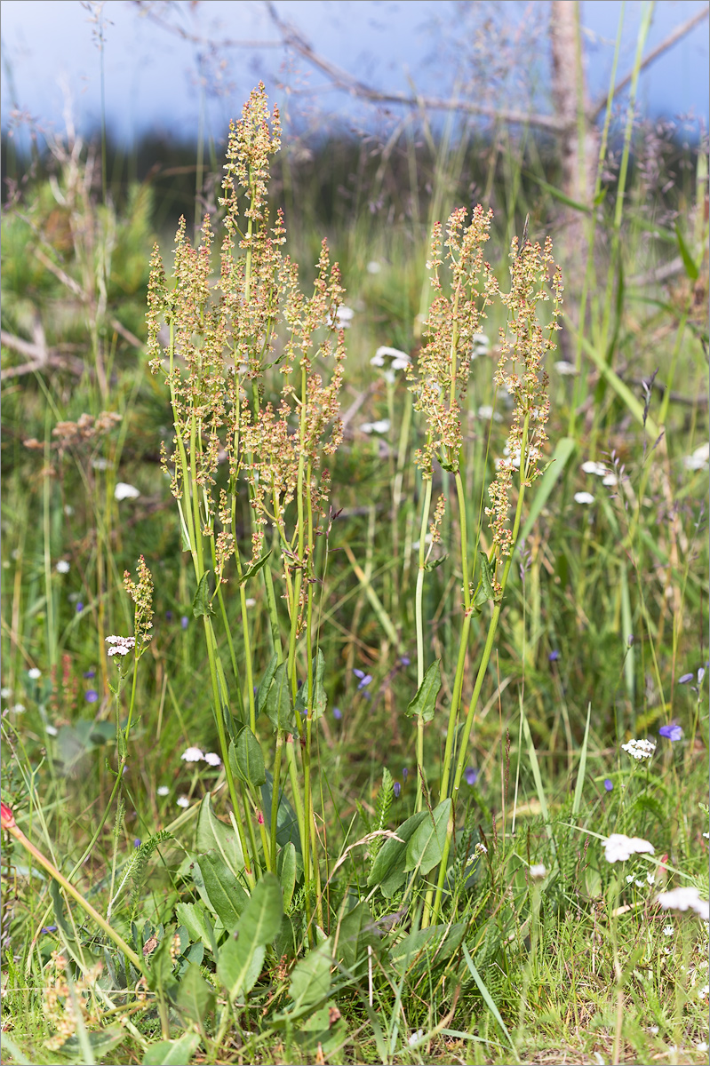 Изображение особи род Rumex.