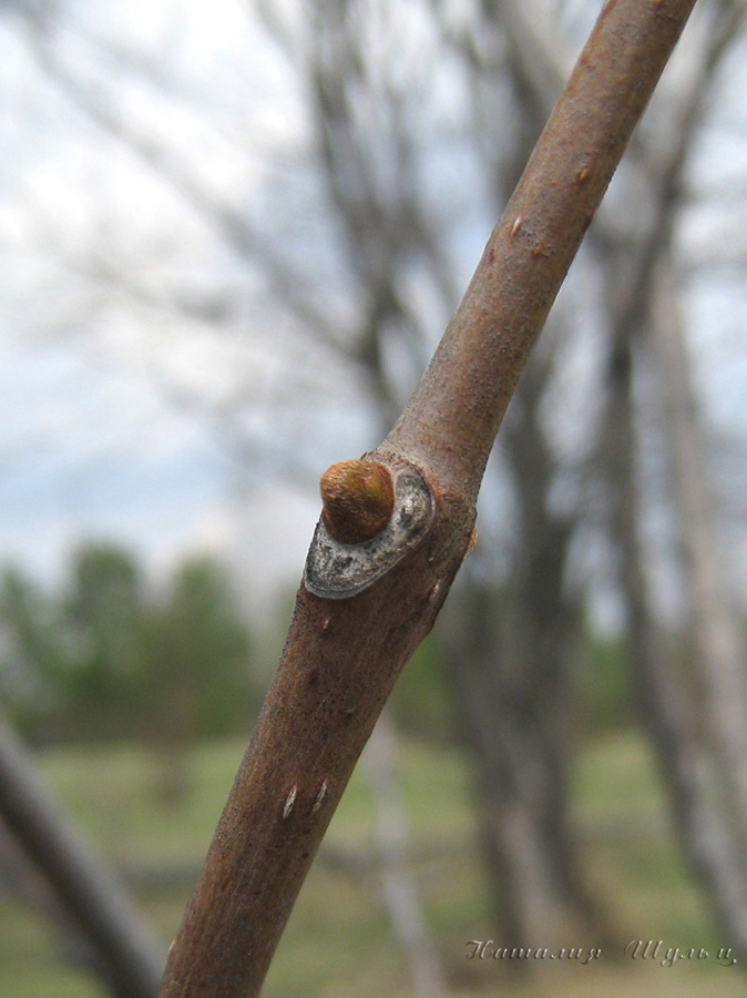 Image of Phellodendron amurense specimen.