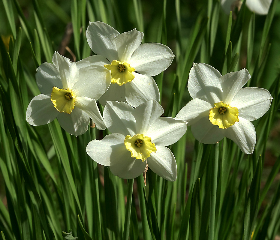 Изображение особи род Narcissus.